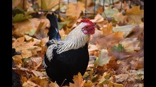 Pleasant pheasant looking for a new home