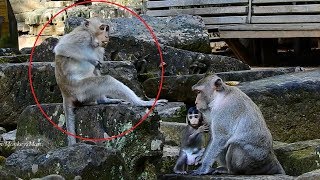 Kidnapper Monkey Want To Steal Baby, But Mommy Care, Good Job, Daily Monkeys Man#1139