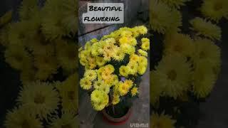 Beautiful Flowering  #viral #viralshort #viralshorts #short  #shorts #shortvedio  #viralvedio