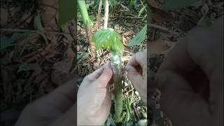 Proper Technique On How To Graft Papaya