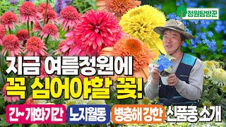 여름정원꽃 추천! 노지월동,  겹에키네시아와 브루넬라 신품종 소개, 문자주문 전용번호010-6640-5993