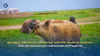 Өвс иддэг, хоёр жилд 5 тооройлдог ноостой гахай-Мангалица