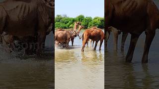 Camels so happy into the water #camels #wildlife #views_viral #الجمال #animals