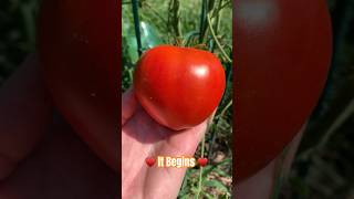 🍅 Harvest Begins! 🍅 #shorts #farmlife #harvest #homestead #tomato #appalachiashomesteadwithpatara