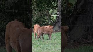 Calves that play together stay together 🐄#calf #cow #cute #farming #battle #agri #animals