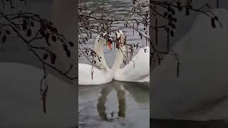 ‘Romantic’ moment a pair of swans performed a courtship ritual. 🦢🫶🏻🥰