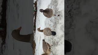 Ockar Decoys модпль Авиан Микс 3Д чучела гусей