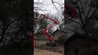 Structure Pruning of Multi-Stem Red Oak