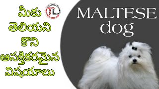 Maltese Dog Facts In Telugu | Popular Dog Breed | Taju logics