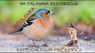 MIŠOLOVKA - Astroenergija priča, na talasima Rekonekcije