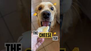 THE CHEESE TAX! 🧀 #goldenretriever #dog #animals #funny #cute #cheese #tax #animalshorts