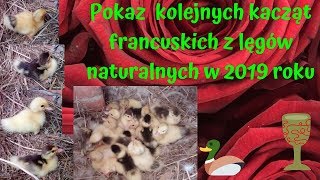 Kaczęta I #4 - Pokaz kolejnych kacząt francuskich z lęgów naturalnych w 2019 roku