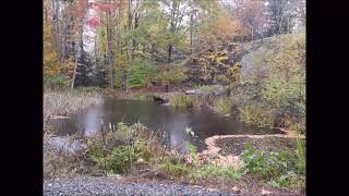 Time Lapse video of Leaves On The Pond