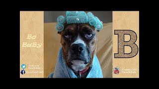 Dogs Protecting Babies Compilation - Dogs Love To Look After Babies - VideoStudio