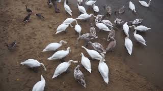 Man Feeding the Mute Swans Cygnus Olor, Geese and Ducks, River Thames, Bankside, South Bank, London