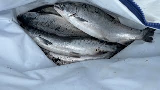 Live Takedown Ocean Coho** Astoria**Buoy 10** opening weekend , Finesse rods, yakima spin fish