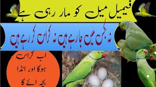 ringneck female Mel ko maar rahi hai / ringneck breeding tips/ Urdu Hindi