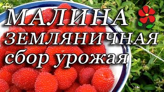 Малина земляничная - начинаем сбор урожая. Спрашивали - показываю!