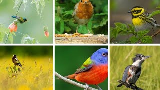 cute birds videos part 2 | Lian Nathalie