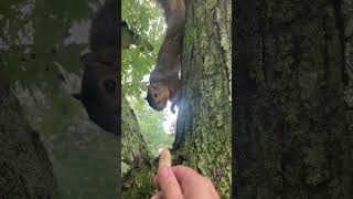 Feeding Walnut the Squirrel 🐿️ #squirrel