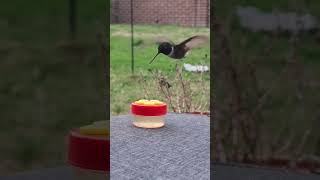 birds with awesome weather #shorts