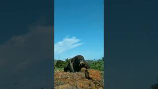 Komodo dragon hit the camera#komodo #hunting #animal #wildlife #trending #shorts