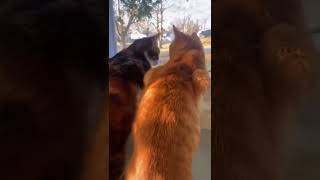 we are best friend 🙂#funnyvideo #shorts #viral #animals #fyp