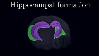 Structure et Fonction de la Formation Hippocampique