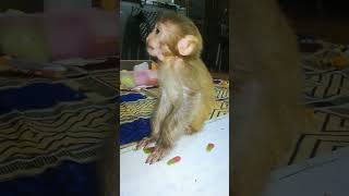 Laila Eating Chili Mili | PArt 61 |