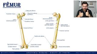 Fêmur - Esqueleto apendicular - Sistema esquelético - Anatomia direto ao ponto!