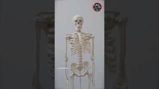 Body in Flux! Your Bones Get a Whole New You Every 7 Years (Shocking!) #shorts #viral