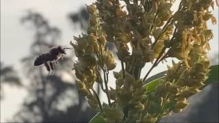 Cross-pollination in sorghum, the best pollinator bees