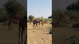 Two small camels fighting #shorts  #shortvideo #youtubeshorts