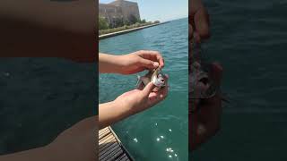 Ένα ωραίο Μυτάκι #fishing