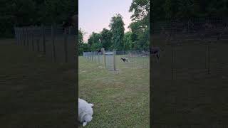 champion goat #champion #goat #pets #animals #shortsvideo #trending #shorts