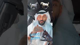 انتاج فجر رمضان اللهم بارك #الخيل #الخيل_العربية_الأصيلة #الخيل_العربيه