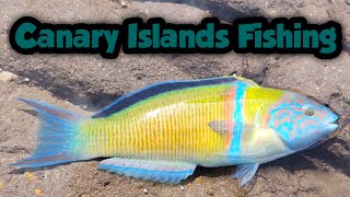 How Many Ornate Wrasses Did I Catch Today? | Canary Islands Fishing