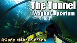 Waghor Aquarium  Hua Hin / подводный мир Хуахин