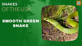 SMOOTH GREEN SNAKE