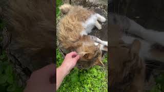 Aries - Enjoying The Sunshine And Pets