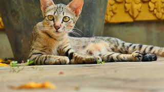 Really love looking to handsome cat in the pagoda