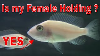 Strip Female African Cichlids