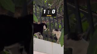 Stray Cat Showdown #shorts #cat