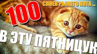 100 СЛОЕВ РЫЖЕГО КОТА. В ЭТУ ПЯТНИЦУ