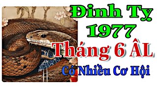 Dự Đoán Tháng 6 Đinh Tỵ 1977 Có Nhiều Cơ Hội Phát Triển Công Việc