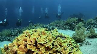 Ras Mohammed National Park, Red Sea #shorts