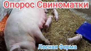 Опорос 1 🐷🐷🐷Свиноматки🐷🐷🐷