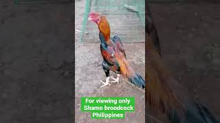 Viewing only||M ure tanaka || Shamo broodcock||CNAIR WOLF||Philippines