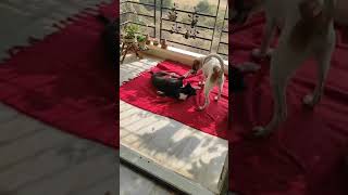 इंसान के देखने पर पालतू कुत्ते आपस में खूब खेलते हैं dokutte aapasmeinkheltehue #viral #shorts #dogs