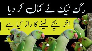 Indian ringneck breeding tips / ringneck se breed lene ka tarika / Urdu Hindi